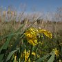 ParcoAgricoloSudMilano-16_IrisGiallo_GaggiuoloAcquatico.jpg