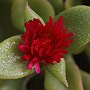 ApteniaCordifolia-12.jpg