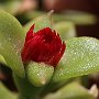 ApteniaCordifolia-Apertura-05.jpg