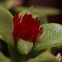 ApteniaCordifolia-Apertura-07.jpg