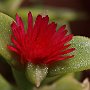 ApteniaCordifolia-Apertura-10.jpg