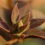 Bougainvillea-02.jpg