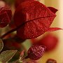 Bougainvillea-20.jpg