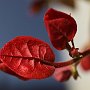 Bougainvillea-23.jpg