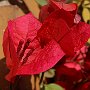 Bougainvillea-39.jpg